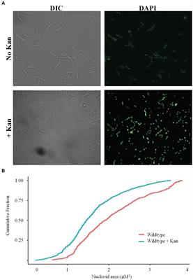 Nε-lysine acetylation of the histone-like protein HBsu influences antibiotic survival and persistence in Bacillus subtilis